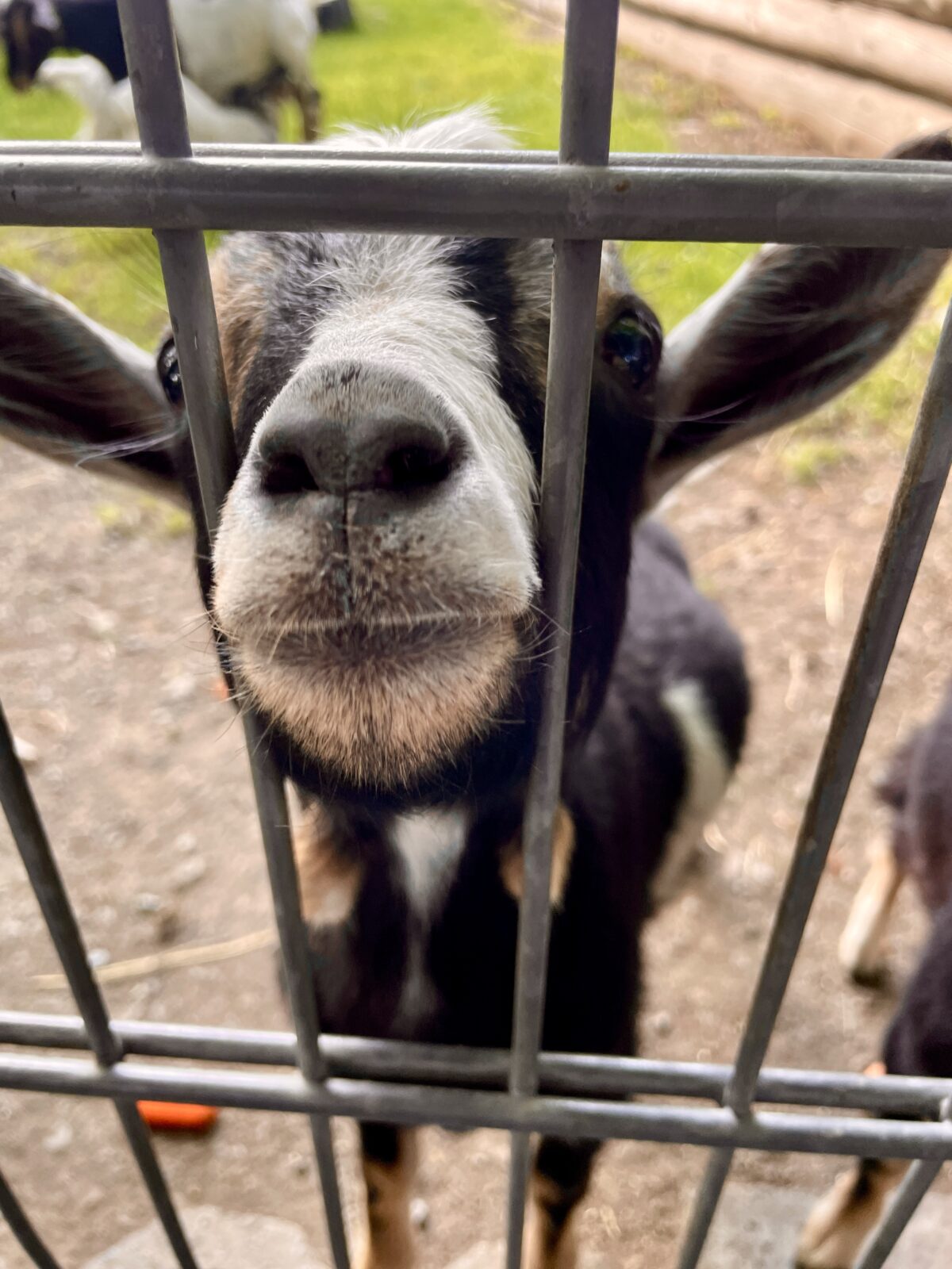 Ziege aus dem Wildpark Zeulenroda